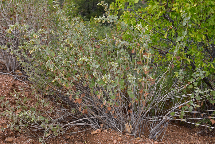 California Brickellbush prefers various habitats including dry rocky hillsides, arroyos canyons, dry creeks, streambeds, sea bluffs; upper deserts, chaparral vegetation, pinyon-juniper and pine forests. This species is native to the southwest and northwestern United States and it is also native to Baja California and northern Mexico. Brickellia californica